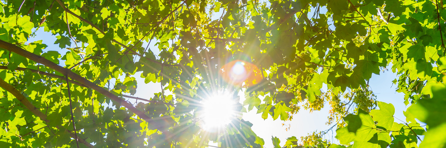 Groene bladeren aan boom met doorkomende zon